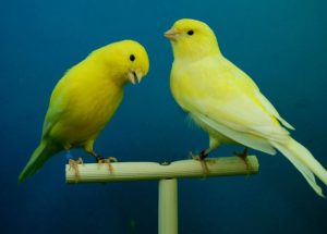zwei schöne Kanarienvögel