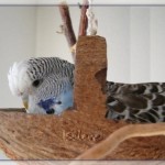 Kokosschaukel als Vogelspielzeug