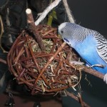 Ein Vogelspielzeug zum Knabbern: 2 prall gefüllte Weidenkugeln