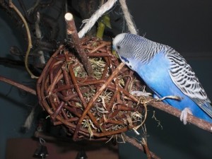 Ein Vogelspielzeug zum Knabbern: 2 prall gefüllte Weidenkugeln