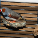 Kork-Sitzbrettchen (3 Stück) - Tolles Vogelspielzeug zum Knabbern