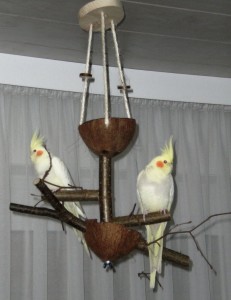 Kokos Vogelspielplatz mit Futternapf und Naturholz-Sitzstangen