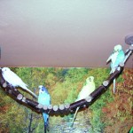 Kletterbrücke aus Naturholz - Tolles Vogelspielzeug