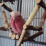 Kletterbrücke aus Naturholz - Tolles Vogelspielzeug