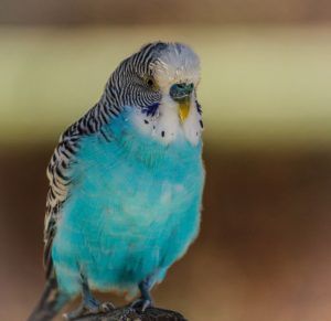 Das Alter des Wellensittichs bestimmen